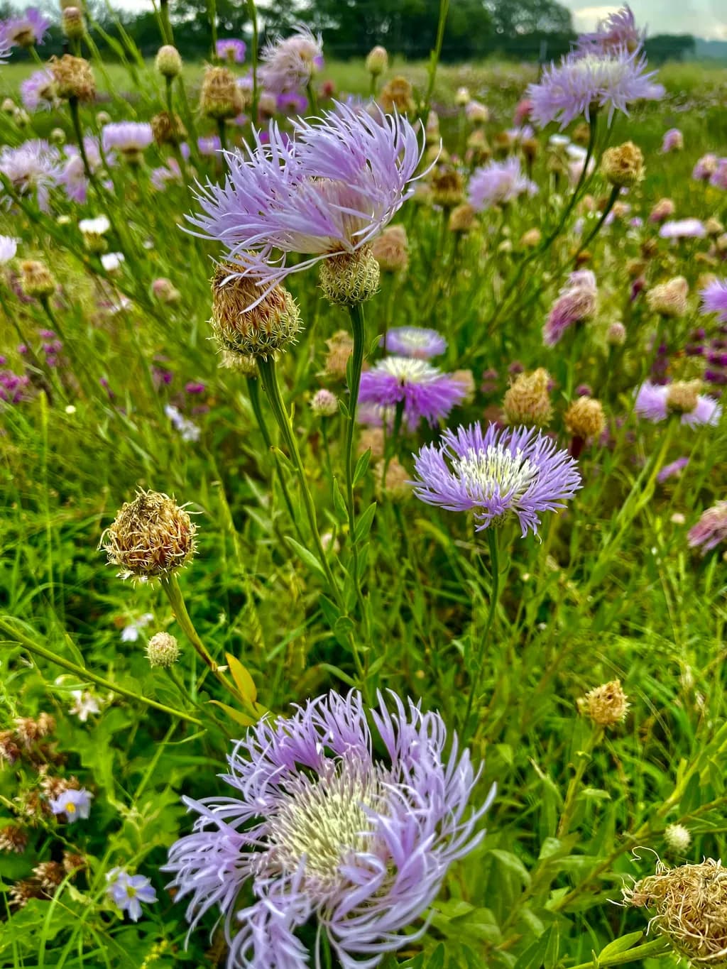 Purple Wildflower Field