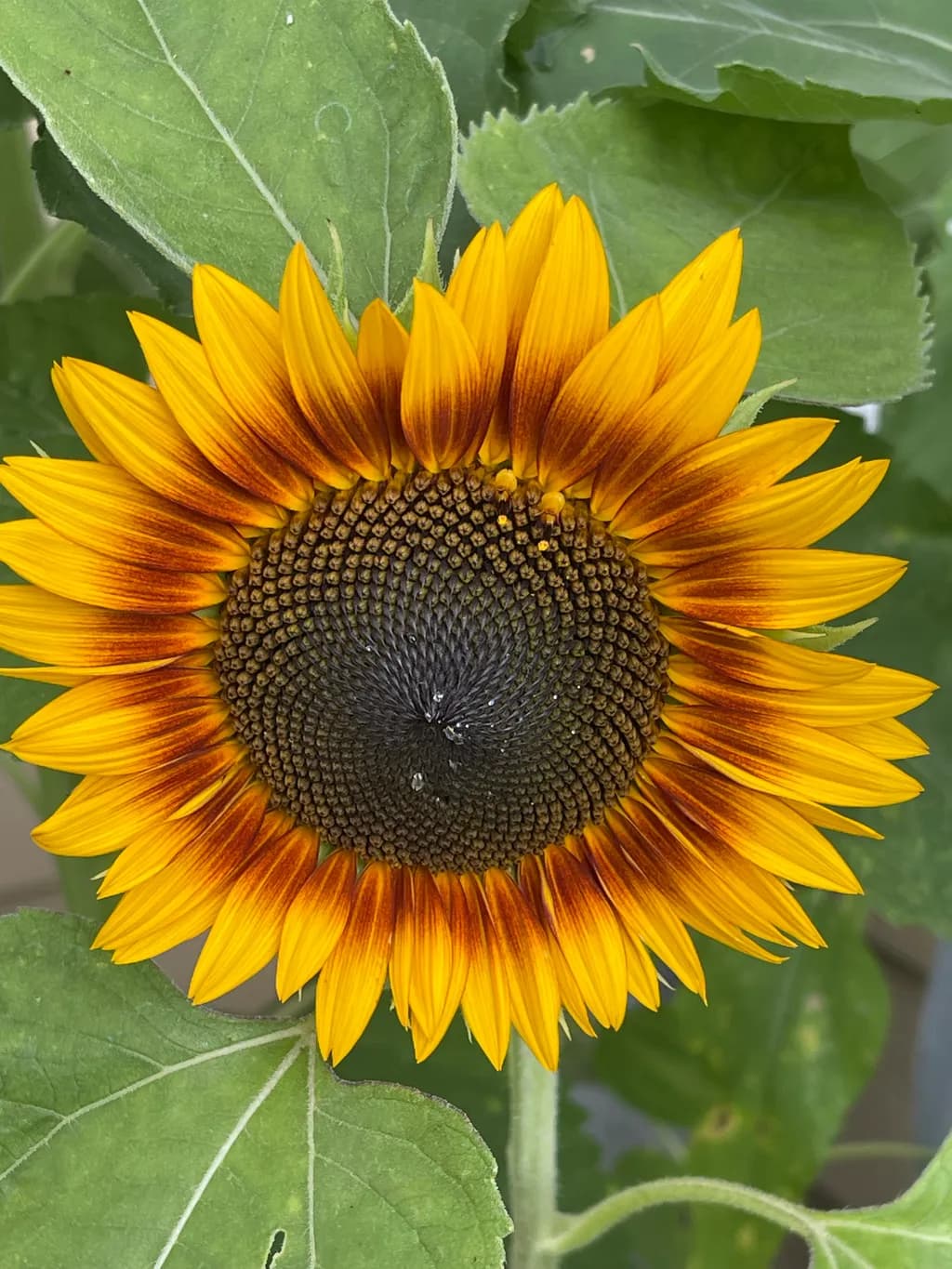 Sunflower Radiance