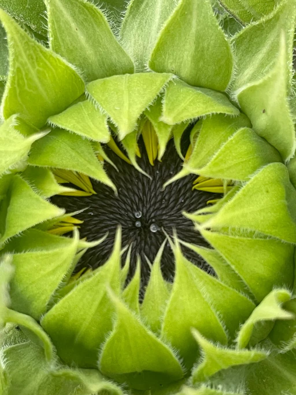 Sunflower Bud Close-Up