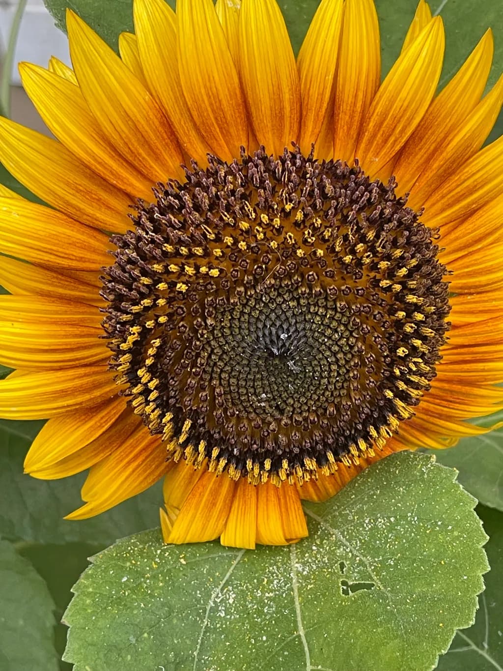 Sunflower Detail