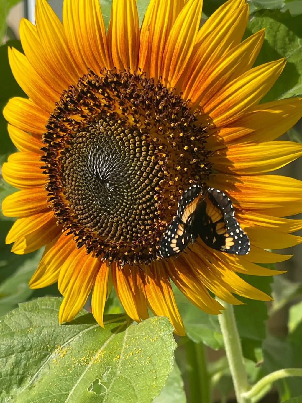Sunflower and Butterfly