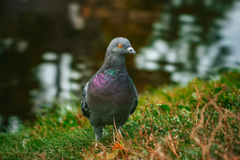 Pigeon by the Water