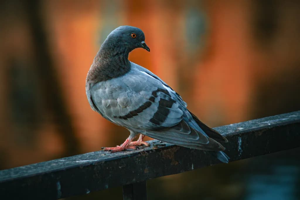 Perched Pigeon