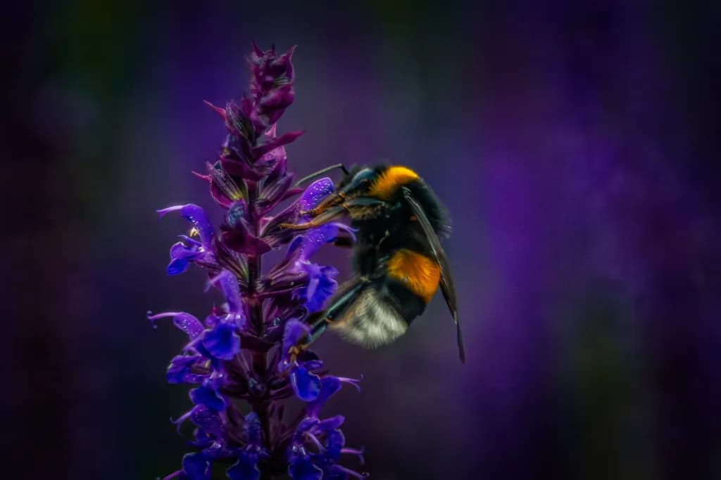 Bumblebee on Purple Blossom