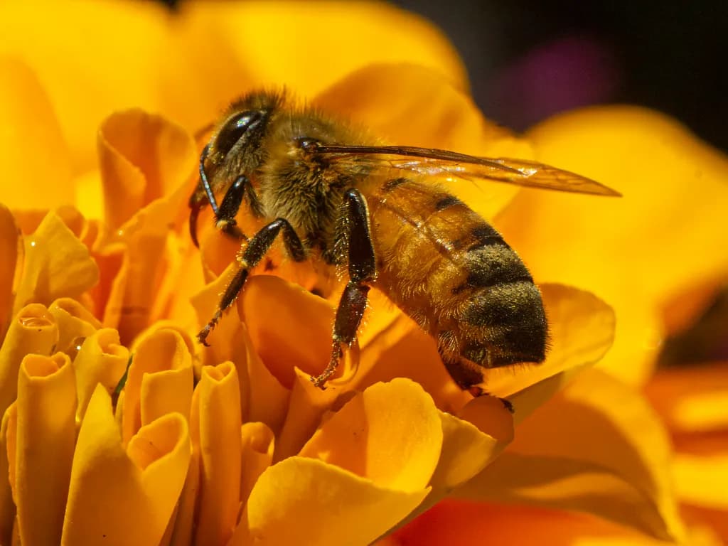 Bee on Marigold