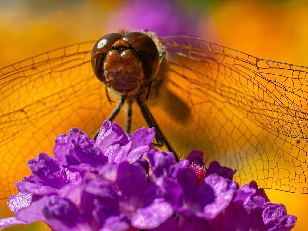 Dragonfly on Purple Flower
