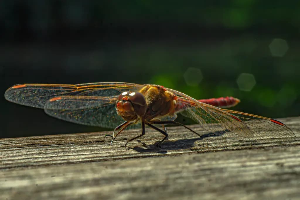 Dragonfly on Wood