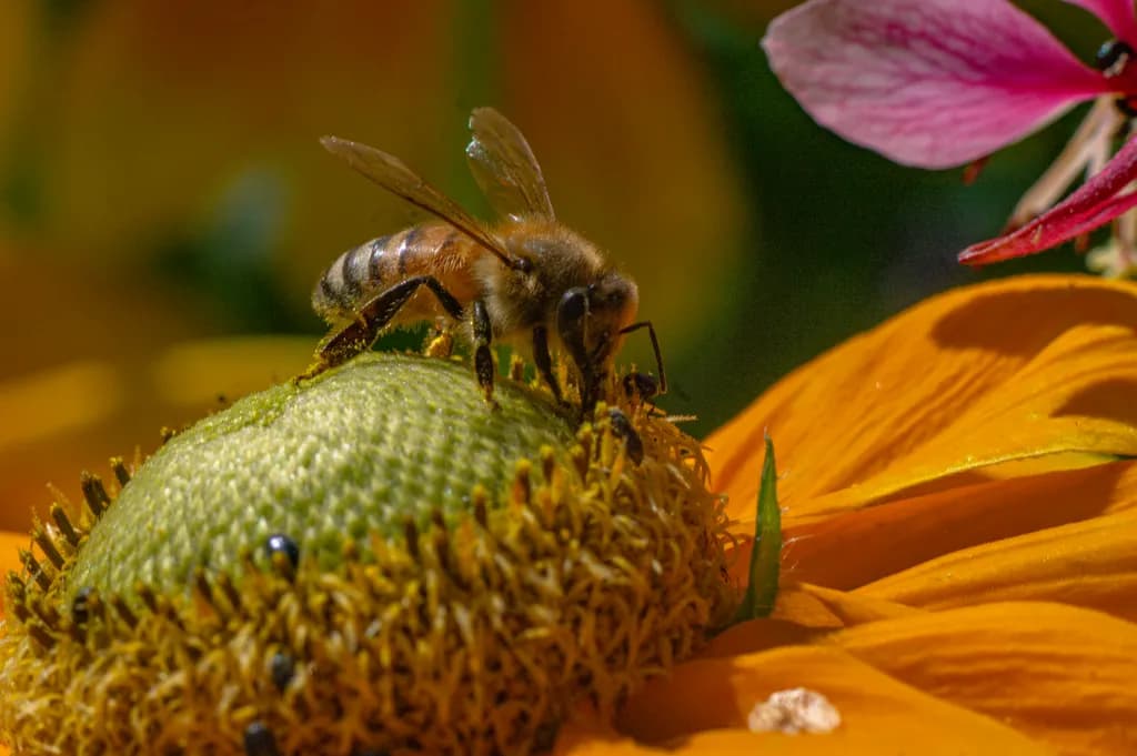 Bee on Flower Center