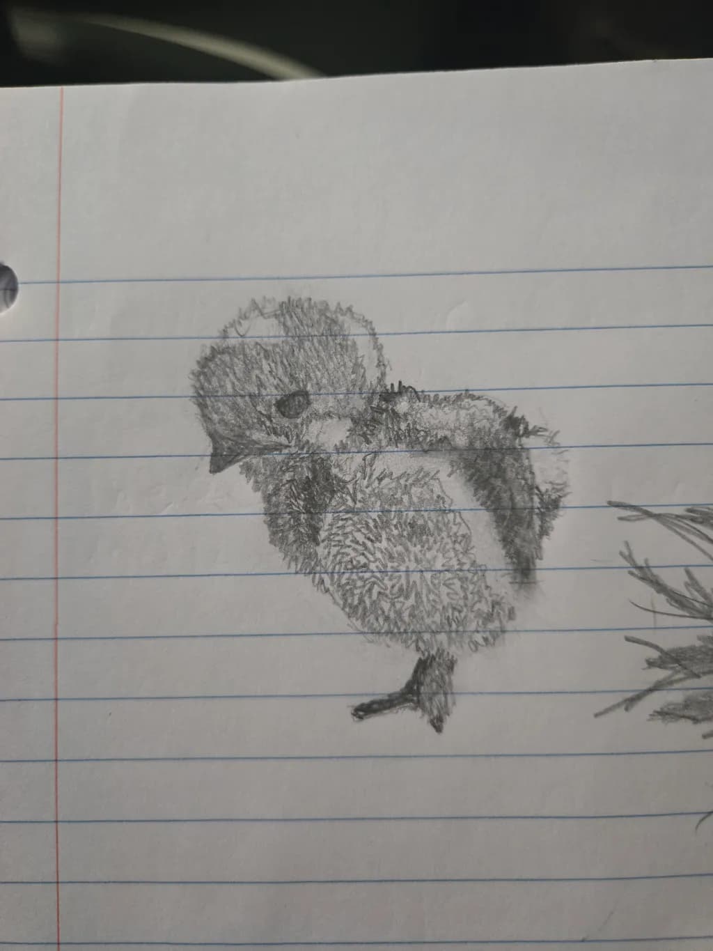 Chick Sketch