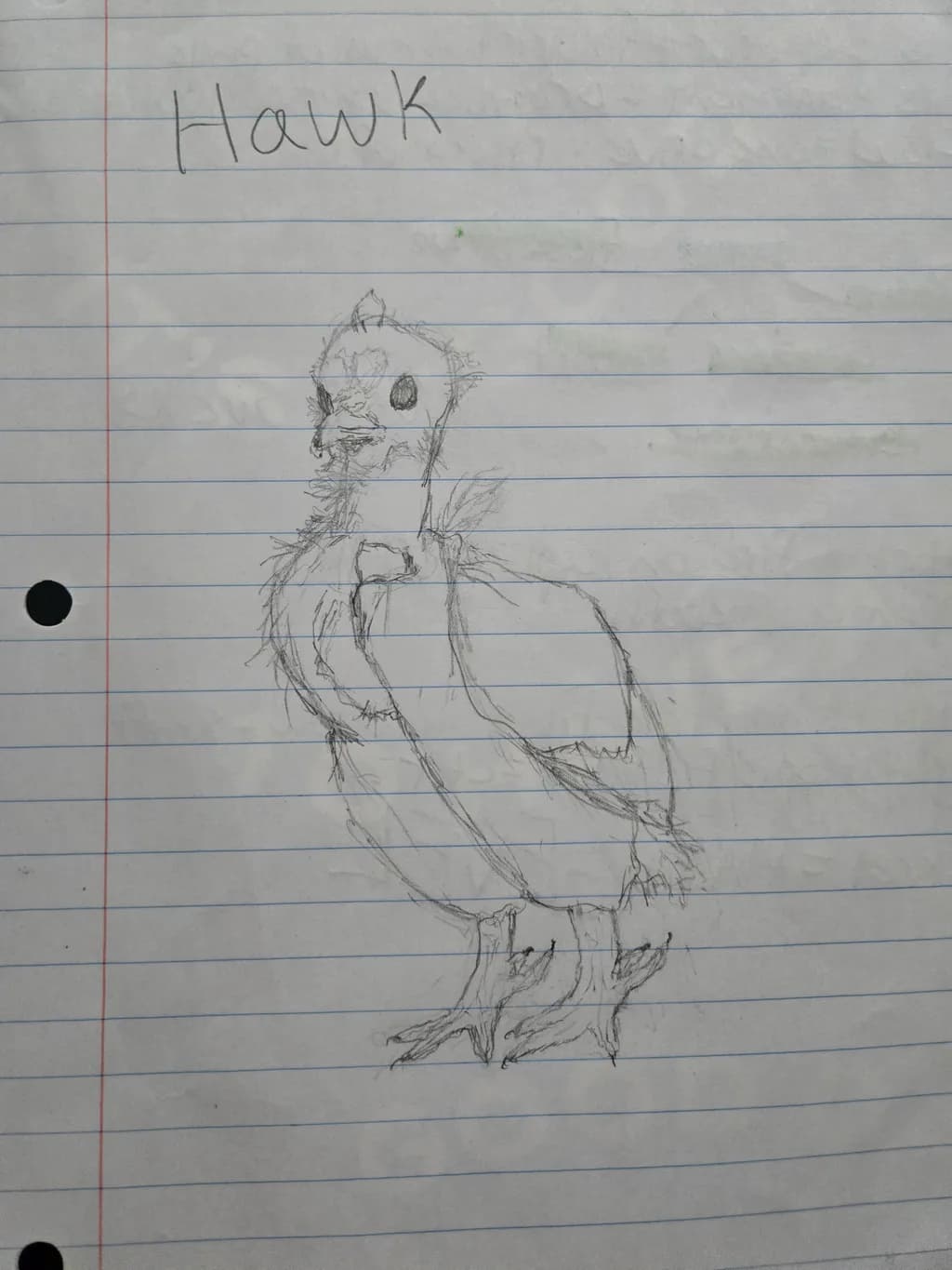 Hawk Sketch
