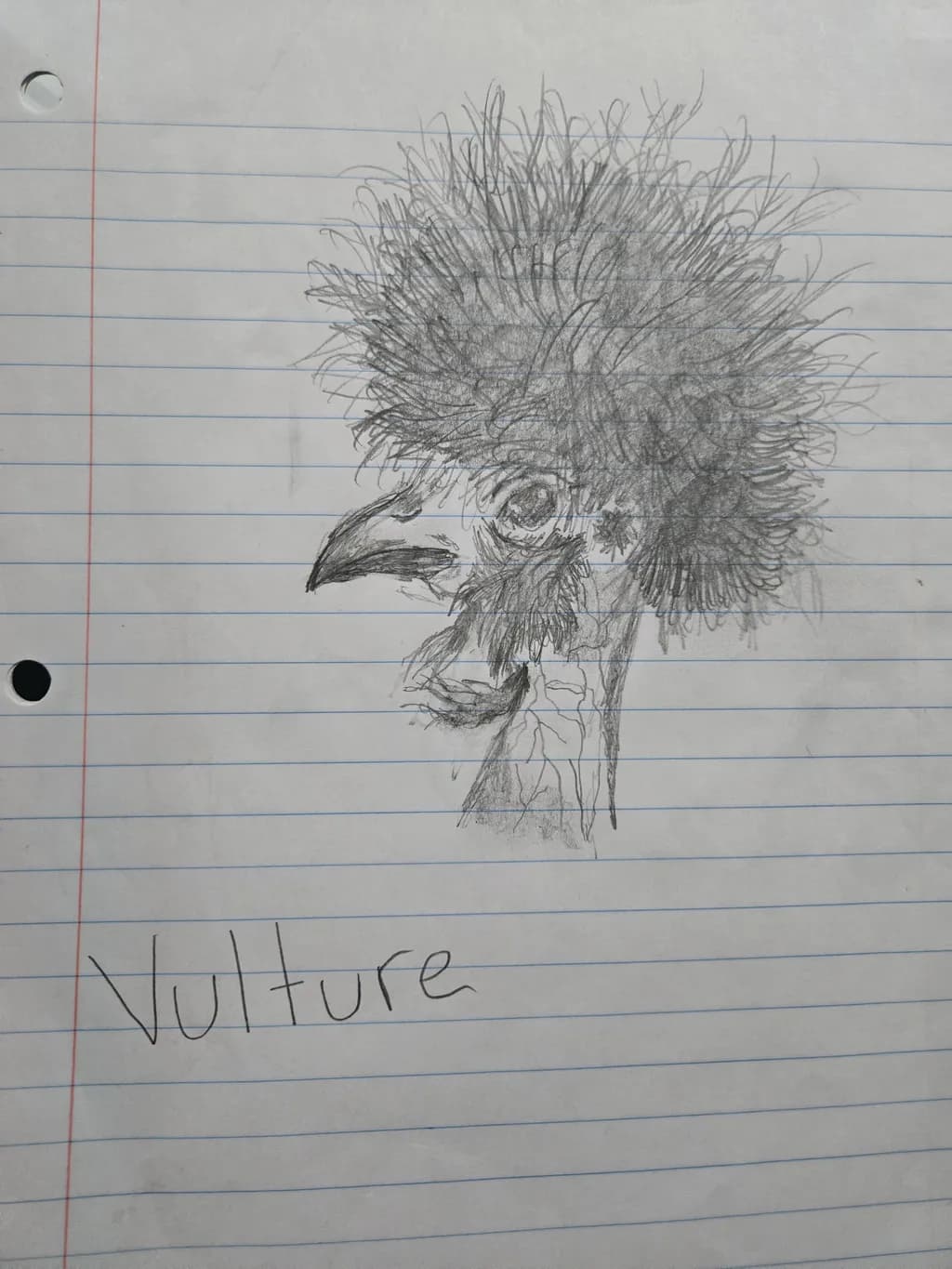 Vulture Portrait