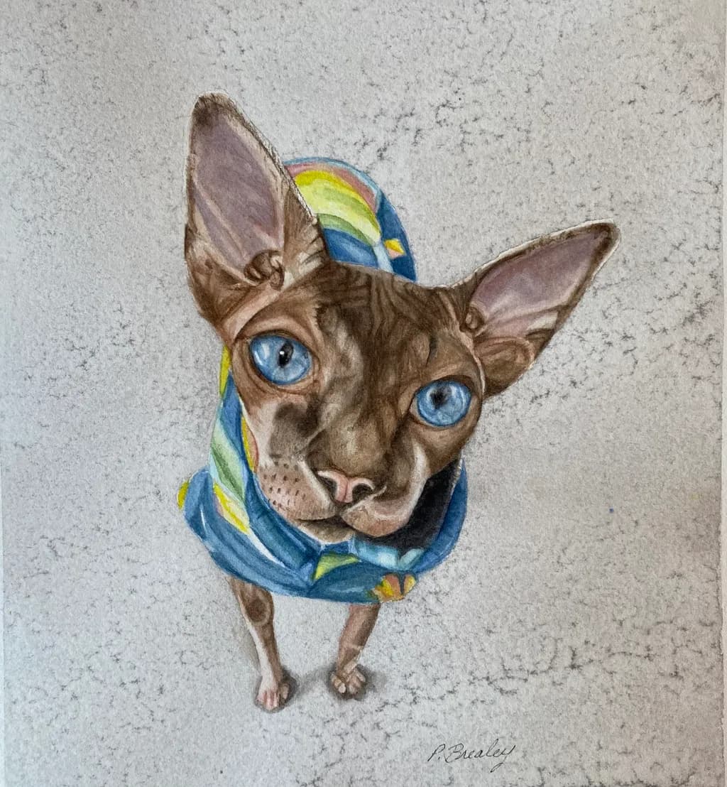 Blue-Eyed Sphynx Cat