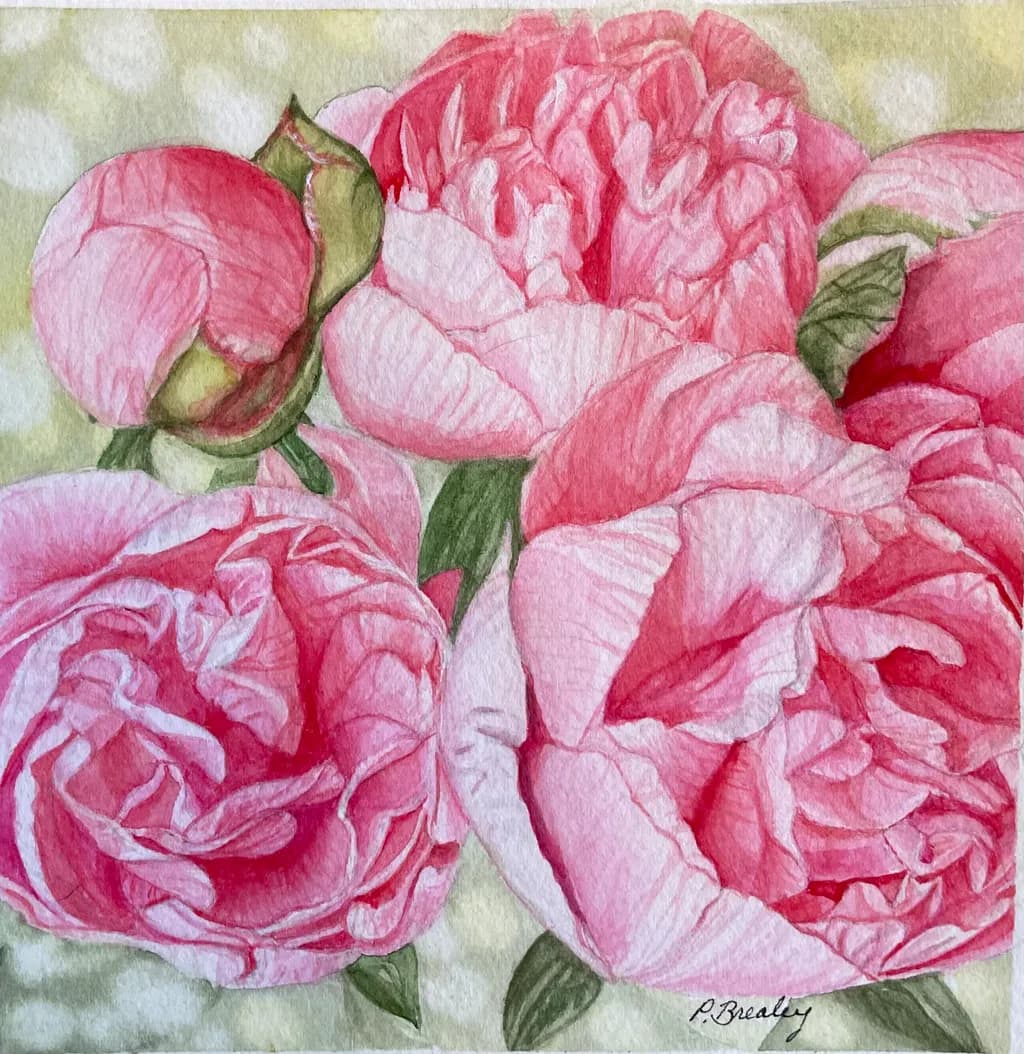 Pink Peony Study