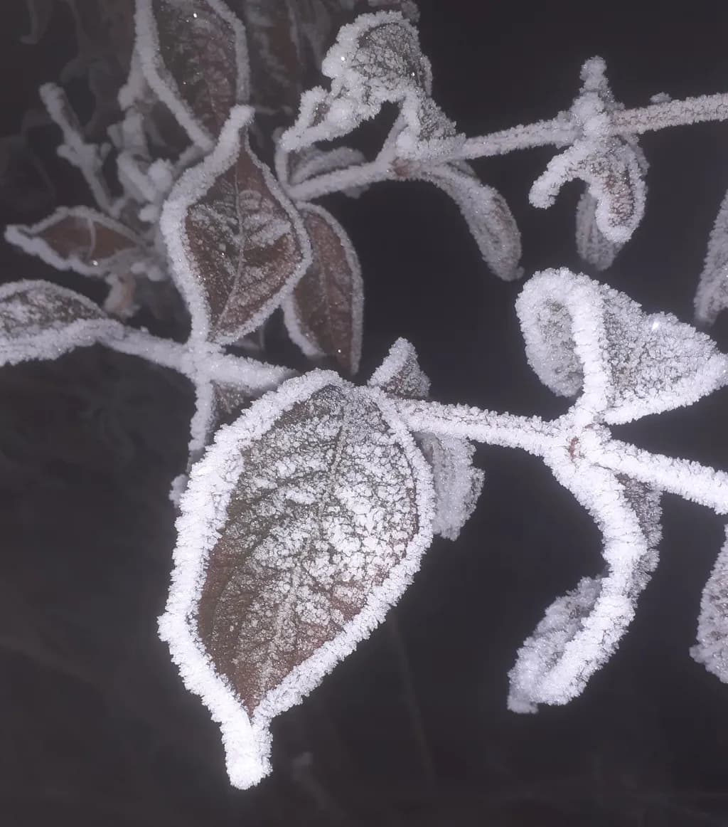 Frosted Leaves Close-up