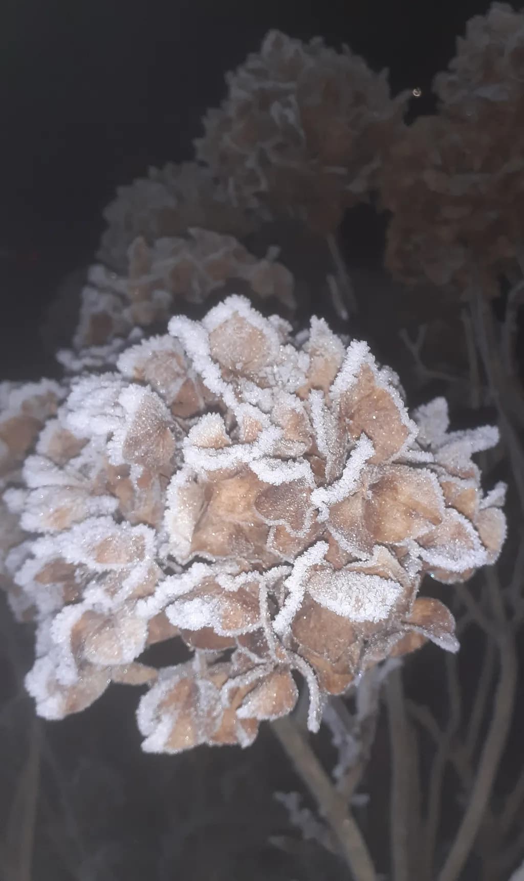 Frosted Hydrangea Bloom