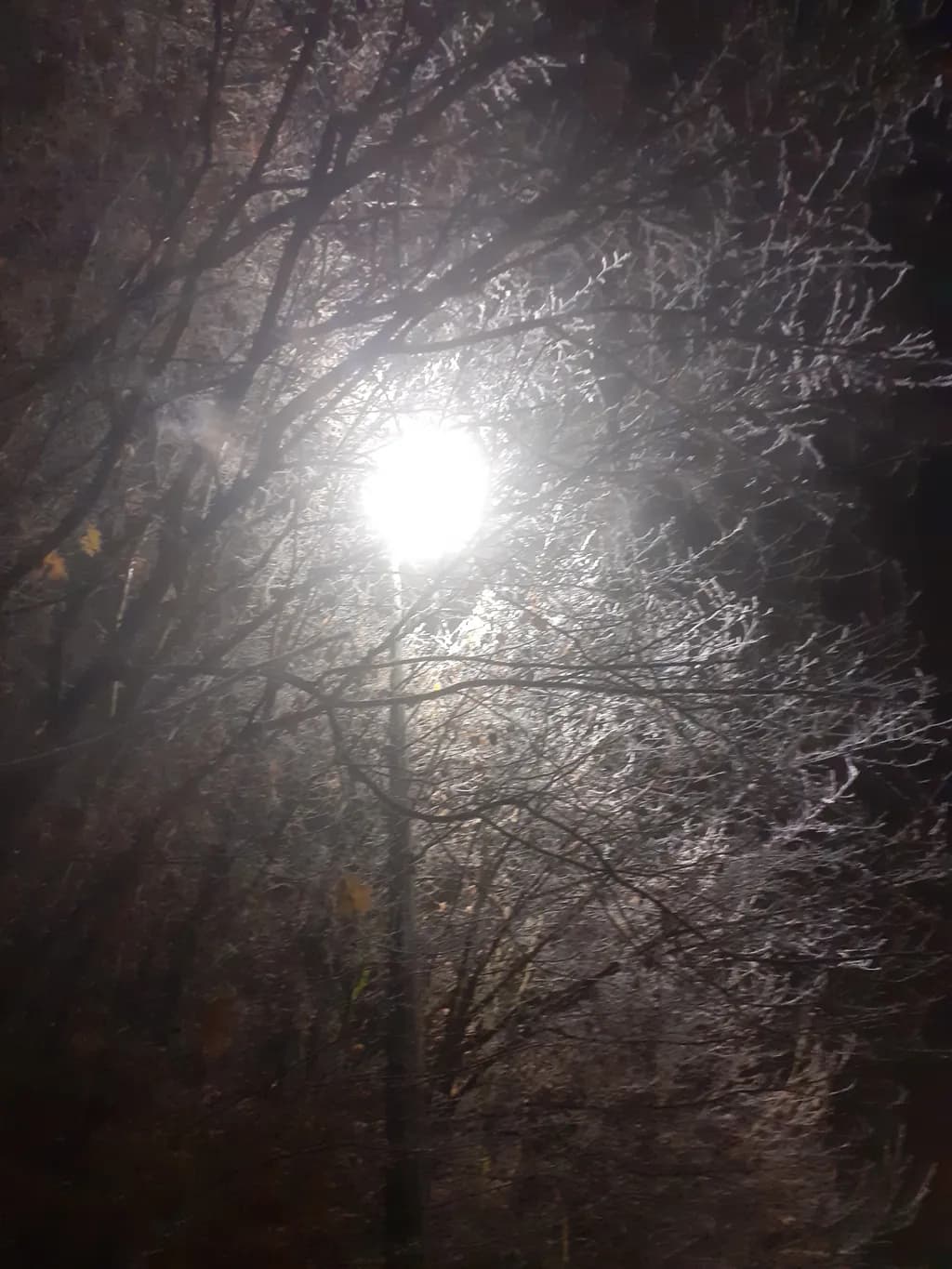 Illuminated Trees at Night
