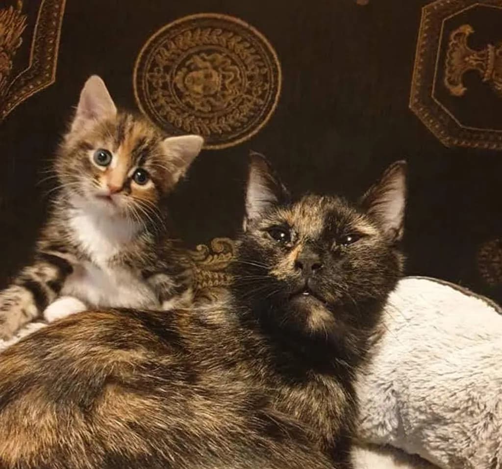 Cozy Tortoiseshell Cats