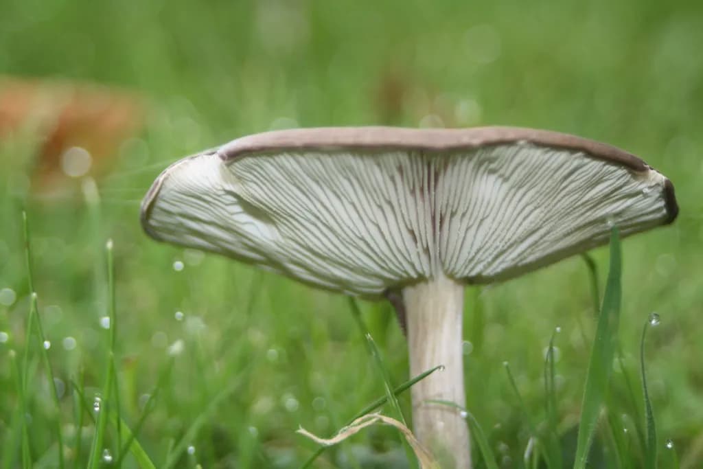 Mushroom Gills