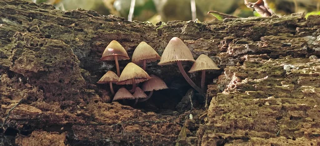 Mushrooms on Decay Wood