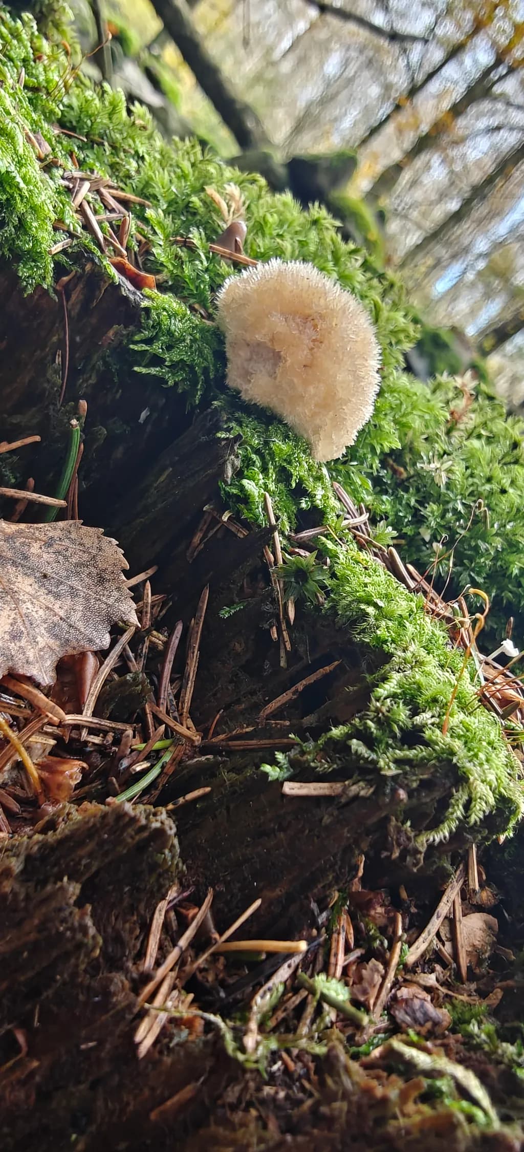 Forest Moss and Fungus