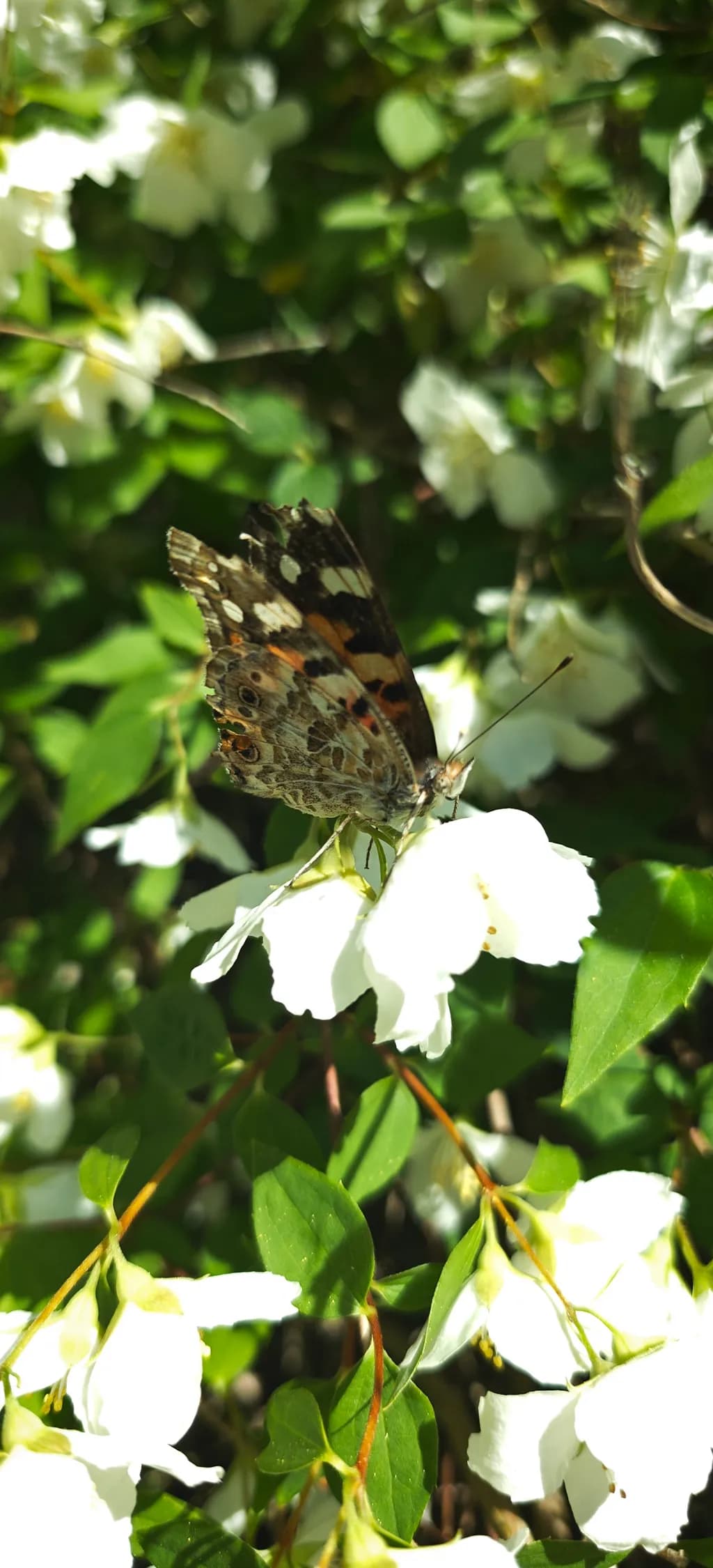 Butterfly on White Flowers