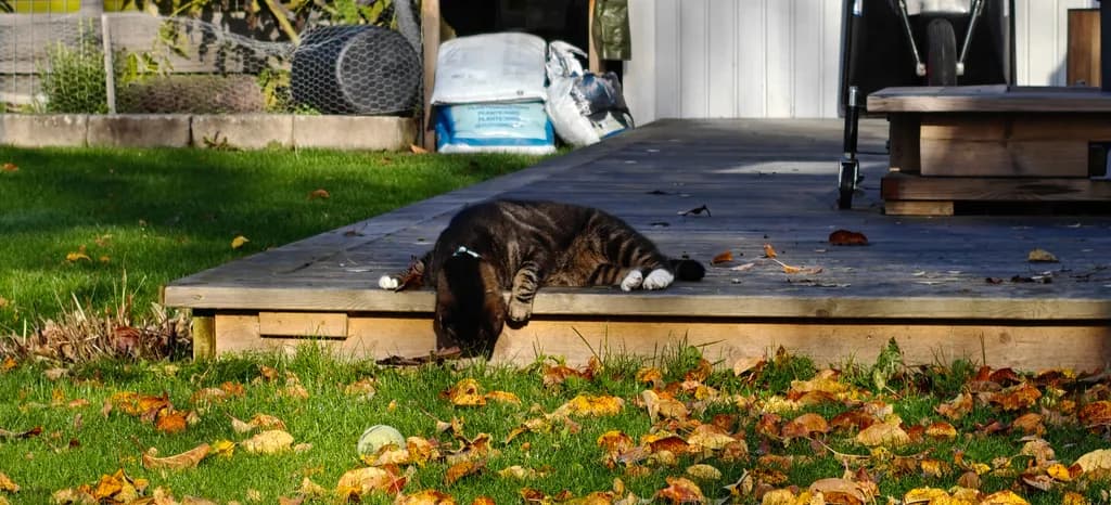 Backyard Cat Resting