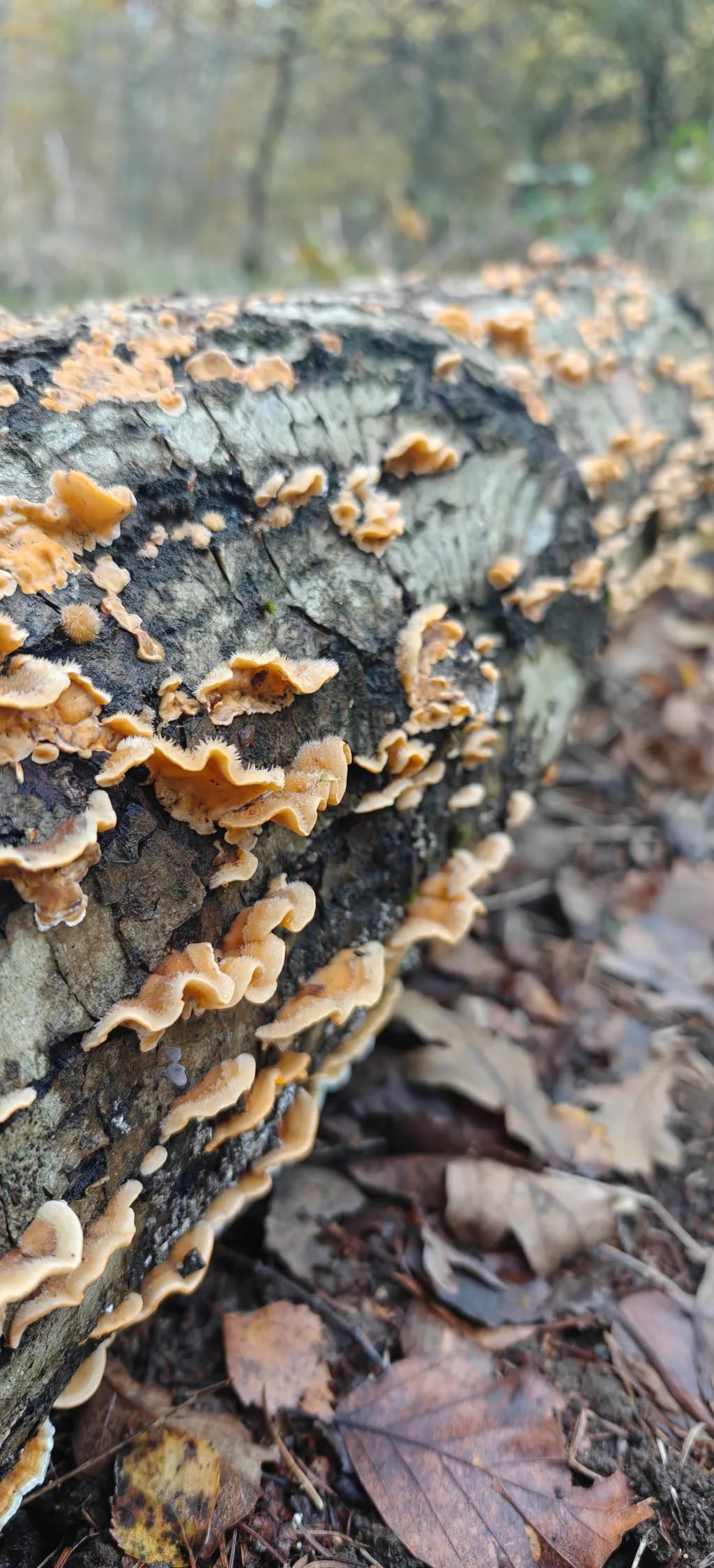 Forest Log Fungi