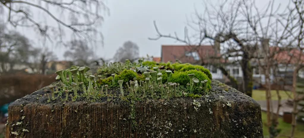 Moss and Lichen Growth