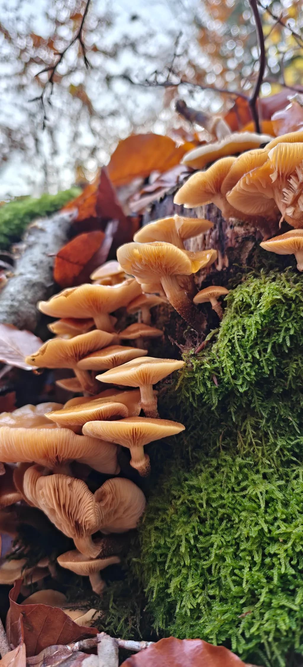 Forest Mushrooms and Moss
