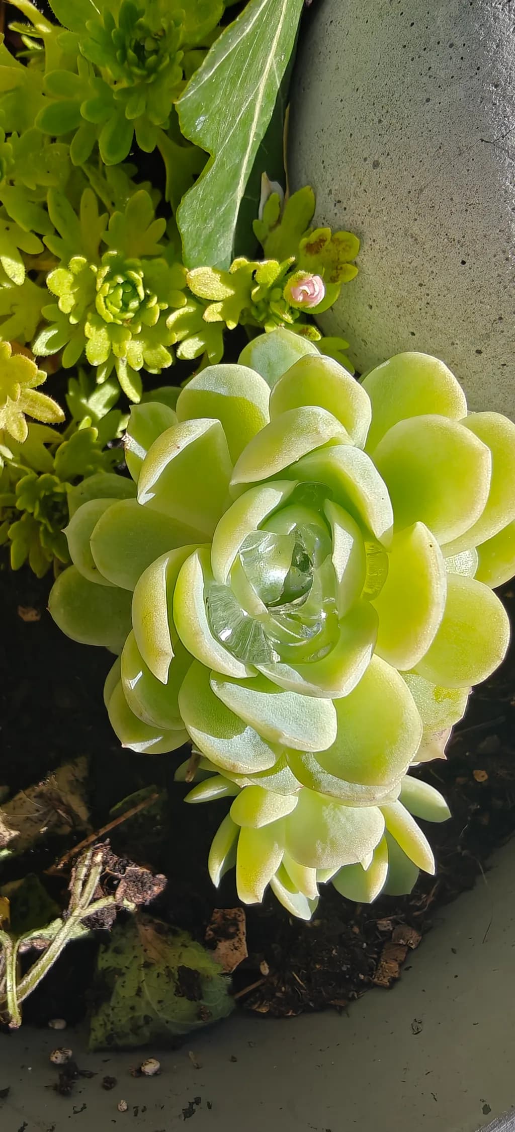 Succulent Dew Drop
