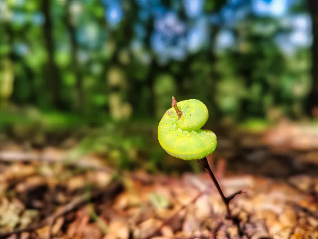 Caterpillar on Twig