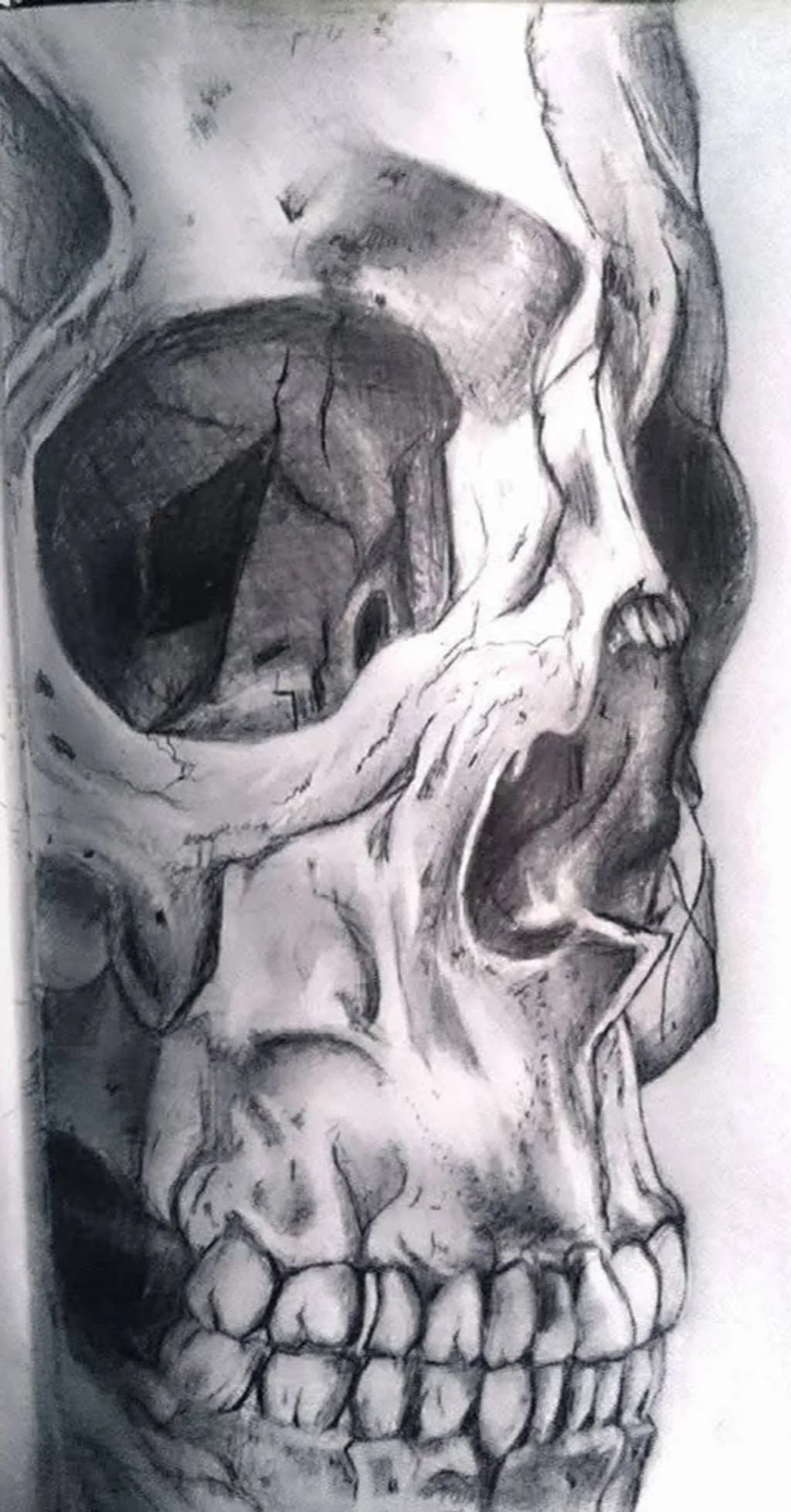 Human Skull Study