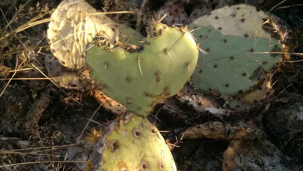 Heart Cactus