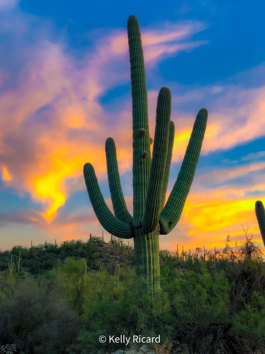 Colorful Sunset Saguaro