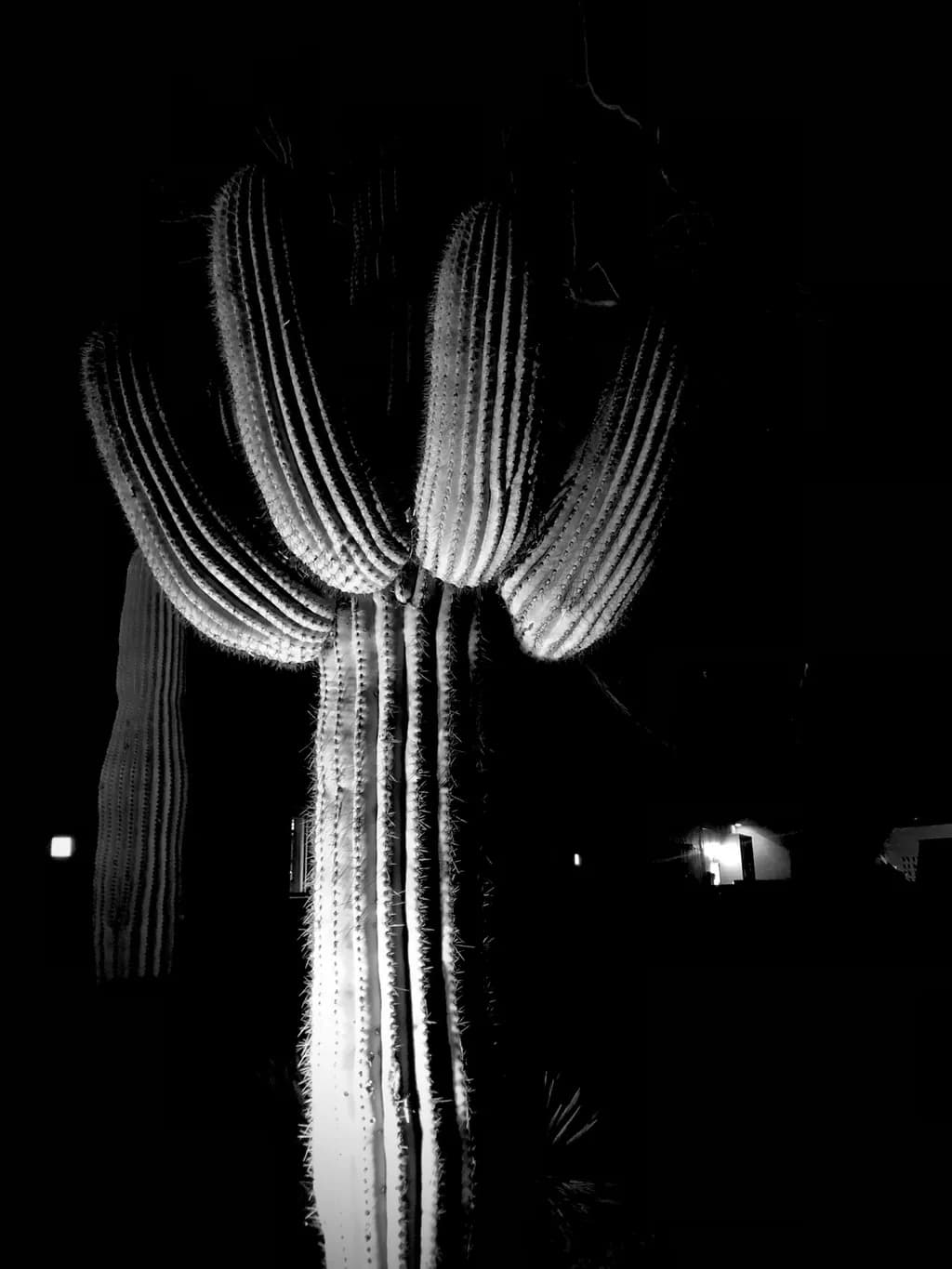 B&W Saguaro