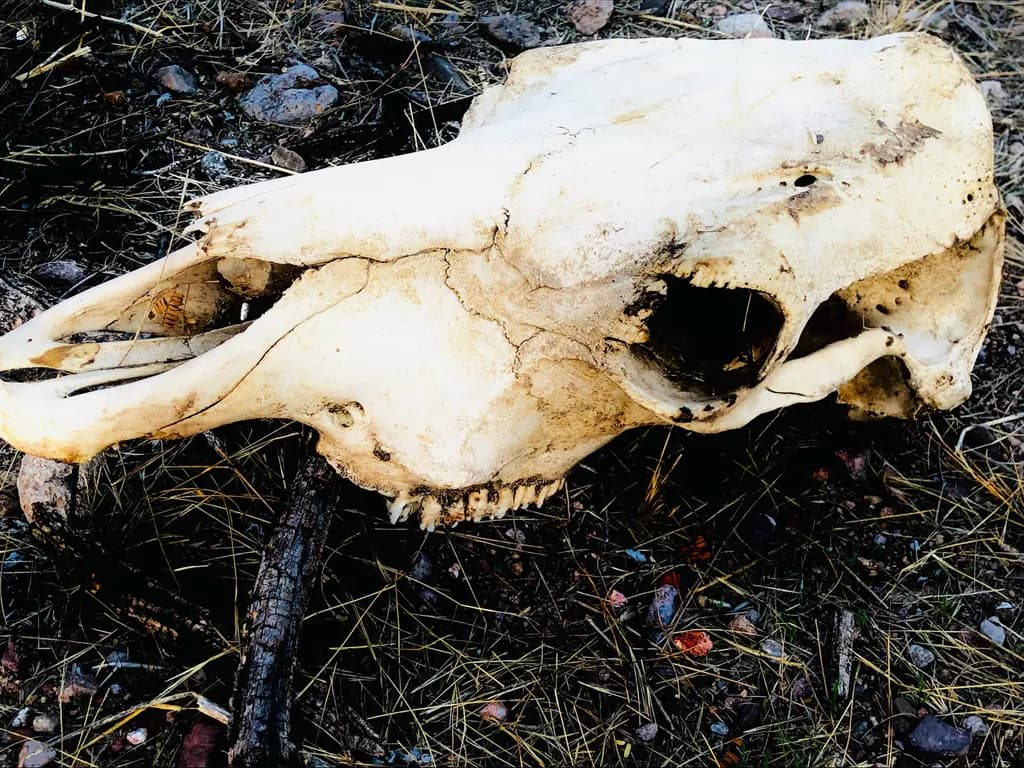 Skull of Reddington Pass