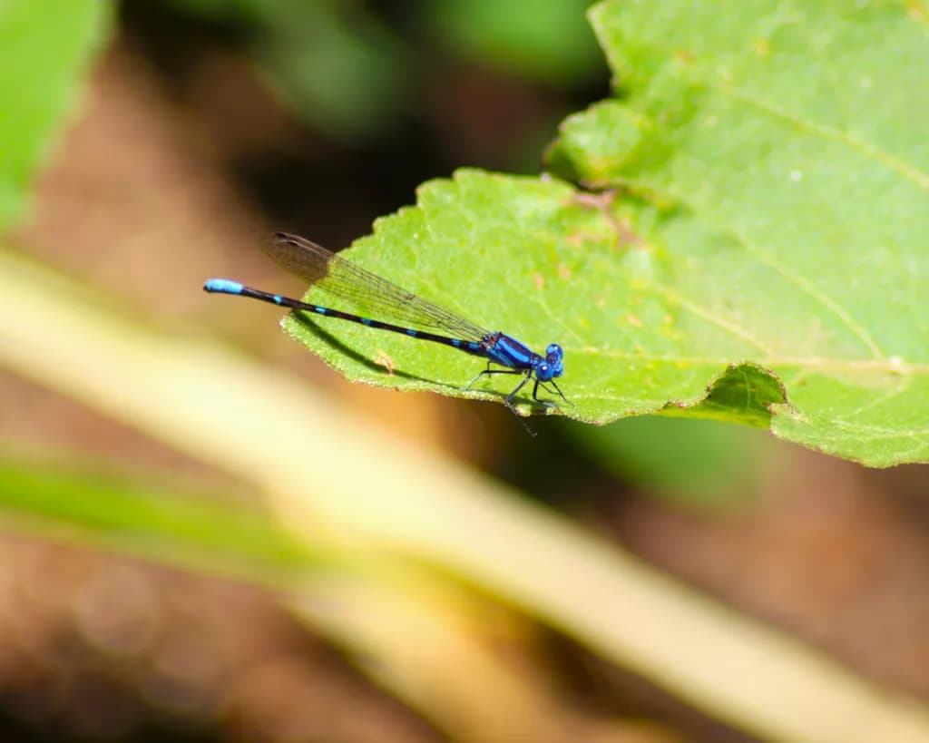 Blue Dragonfly on Leaf