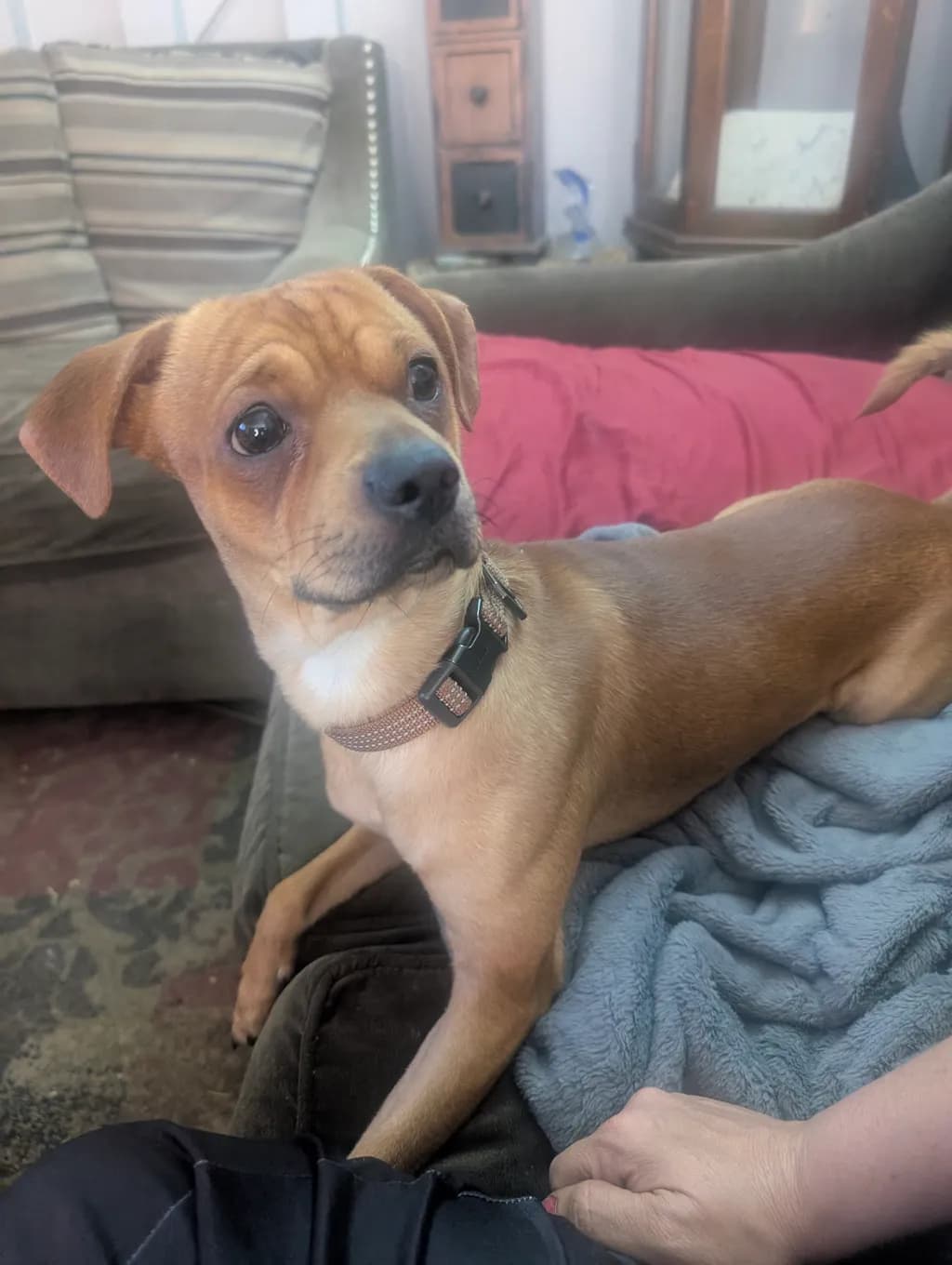 Curious Dog on Couch