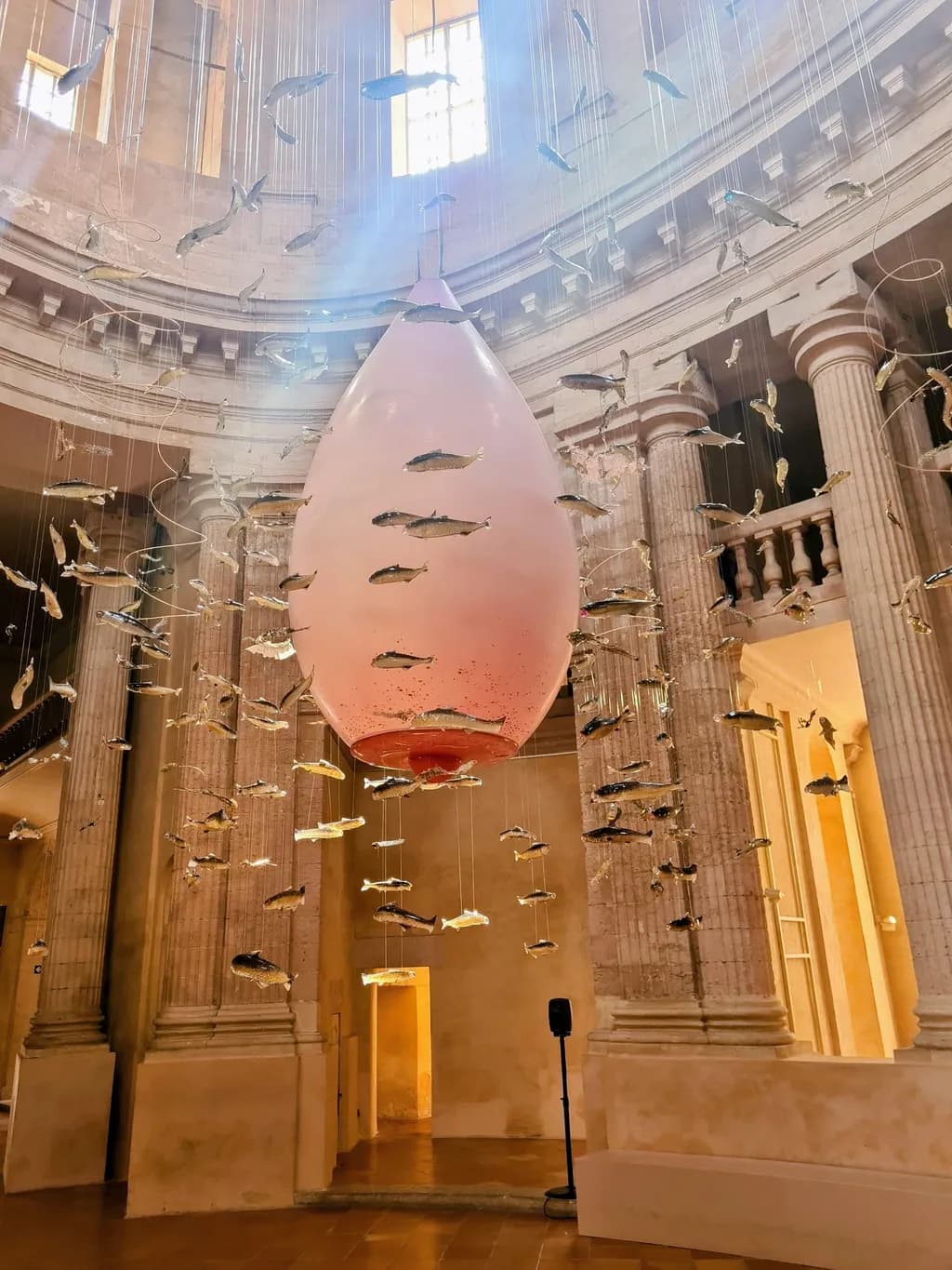 Suspended Fish Display