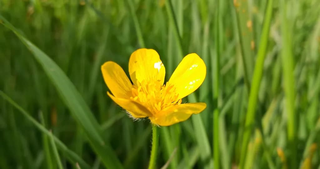 Yellow Buttercup Bloom