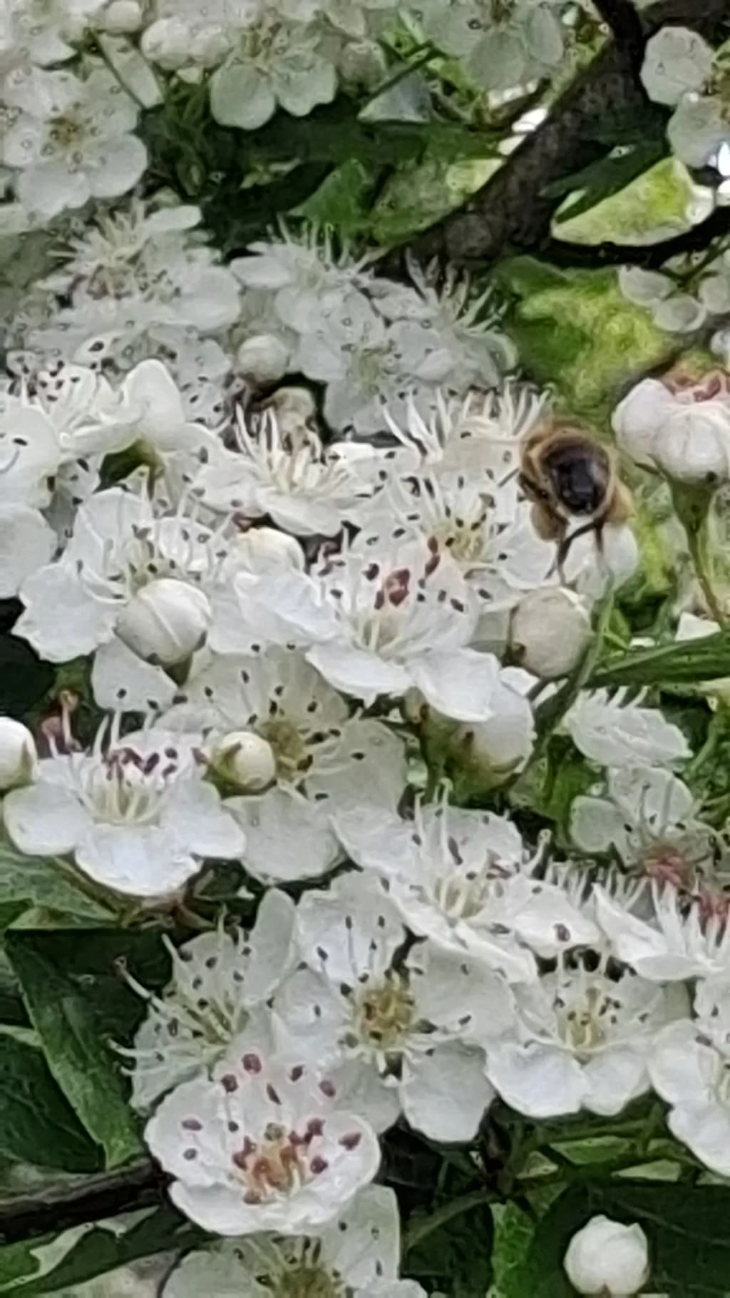 Bee on White Blossoms