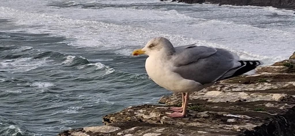 Seagull on Rocky Shore