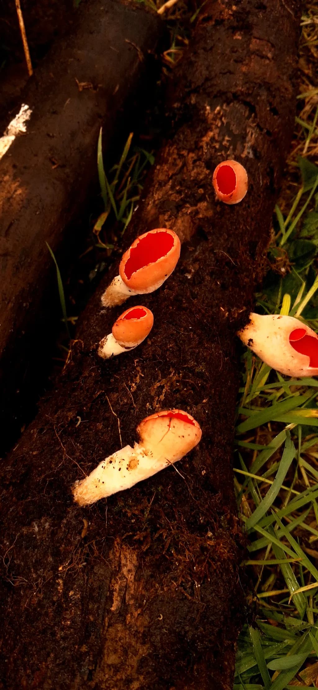 Mushrooms on Log