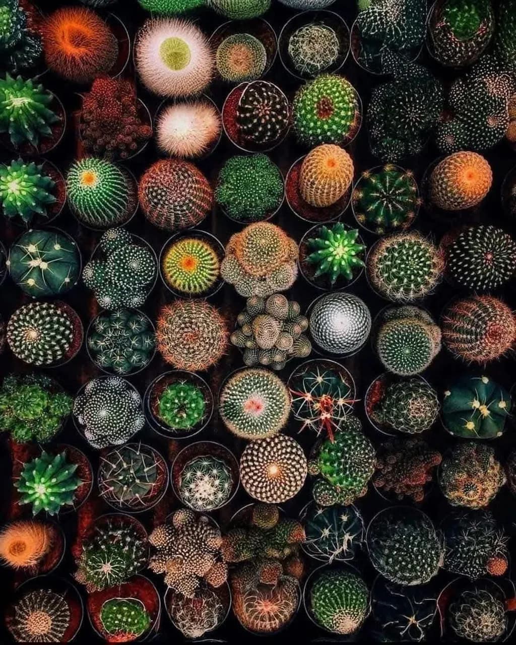Cacti Collection