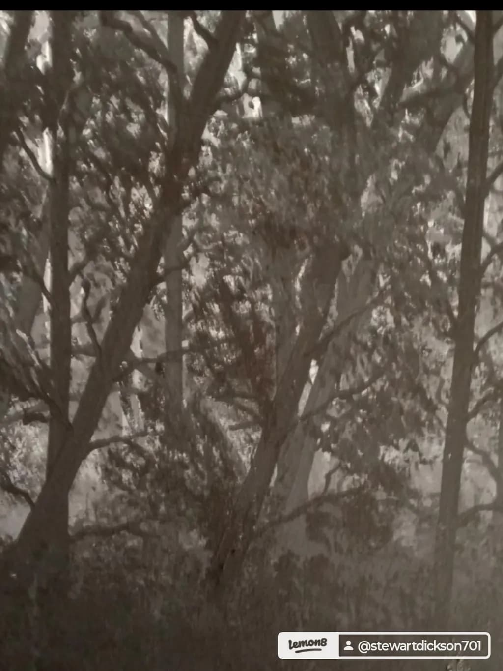 Forest Depths