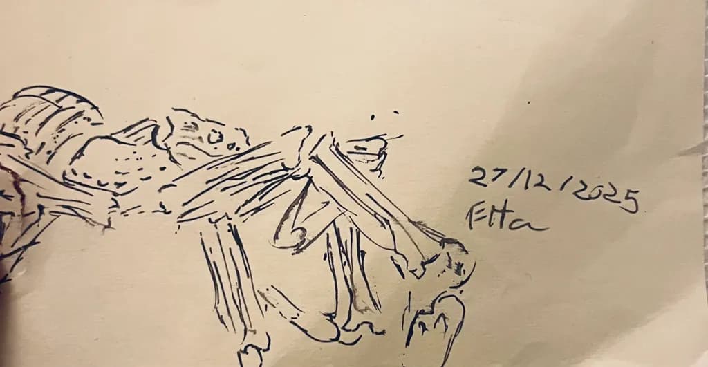 Insect Skeleton Sketch