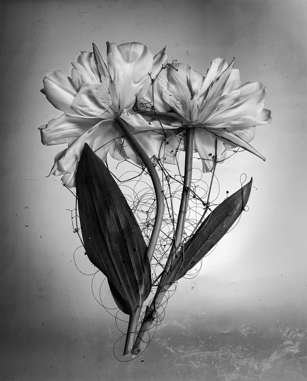 Fleur Study