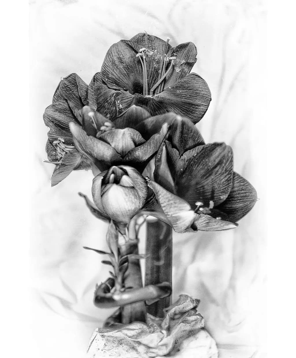 Fleur Blossoms