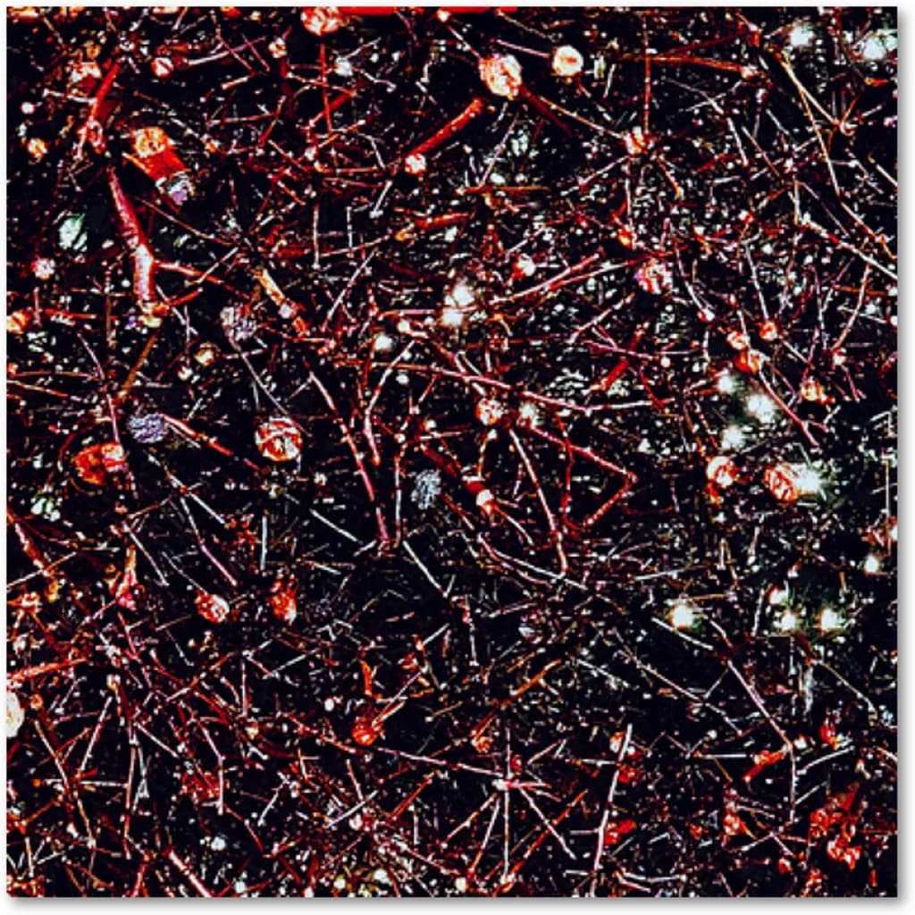 Thorny Tangle