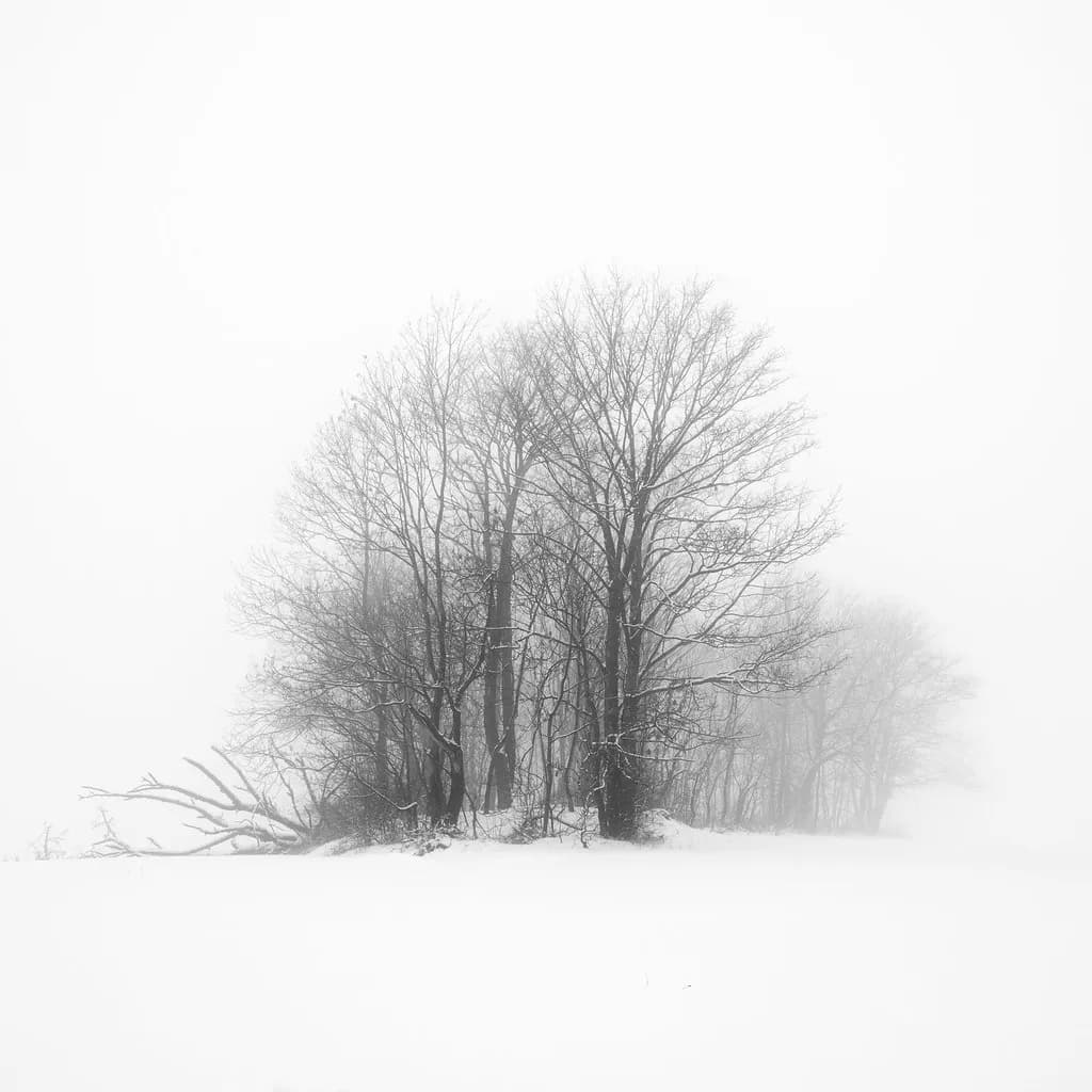 Island of Trees, Whiteout